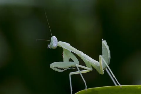 Mantodea is on a green leaf. Stock Photos