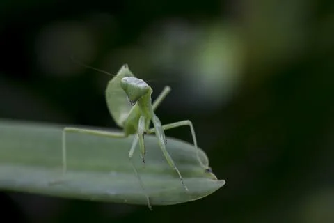 Mantodea is on a green leaf. Stock Photos