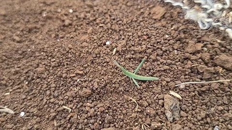 Mantodea insect Stock Footage 288832737