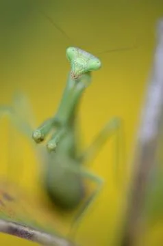 Mantodea Stock Photos