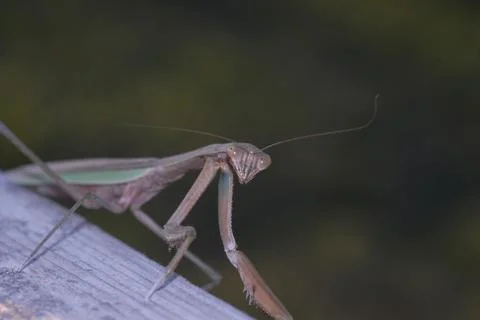 Mantodea Stock Photos