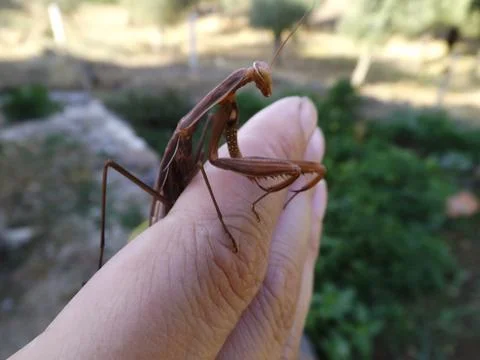 Mantodea small red praying mantis on a mans fingers Stock Photos
