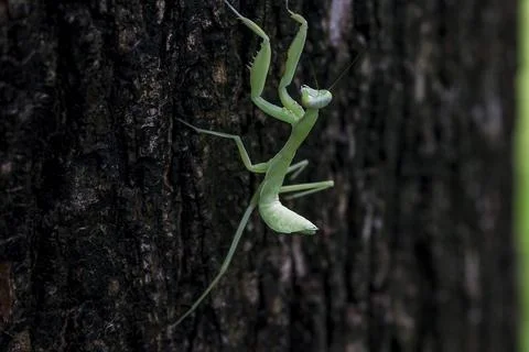 Mantodea is on the tree. Stock Photos