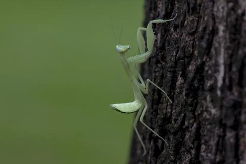 Mantodea is on the tree. Foto stock
