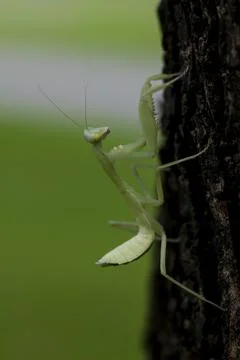 Mantodea is on the tree. Stock Photos