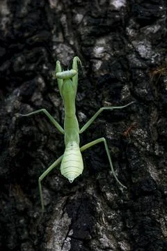Mantodea is on the tree. Stock Photos
