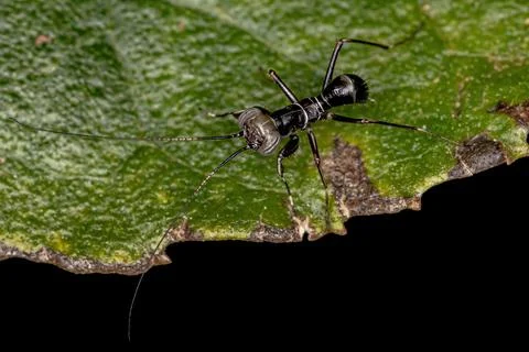 Mantoidid Mantis Nymph Stock Photos