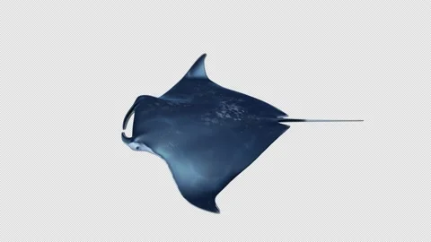 MantraRay Swiming Loop Vidéo 143613222