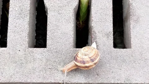 Manual camera captures a crawling on a concrete gutter Stock Footage 155162765