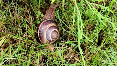 Manual camera captures a crawling snail Stock Footage 155167628