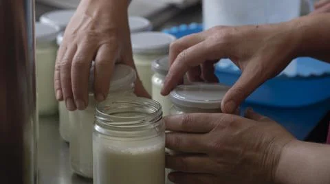 Manual capping in the artisanal process of making organic yogurt Stock Photos
