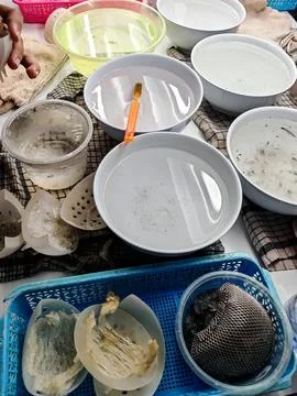Manual cleaning process of raw edible bird's nest in water bowls Stock Photos