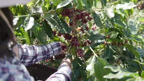 Manual Coffee Bean Harvest By Worker In Chiang Rai Province Thailand Medium.. Stock Footage 340182712