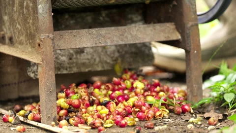 Manual coffee processing, farmer uses de... | Stock Video | Pond5