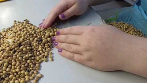 Manual control of grain quality in the laboratory of the elevator Stock Footage 164365791