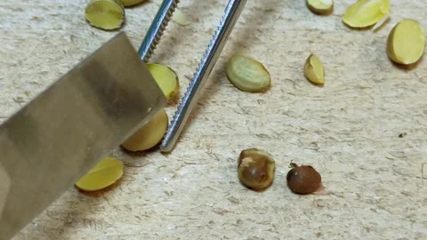 Manual control of the quality of soybeans in the laboratory of the elevator Vidéo 164365673