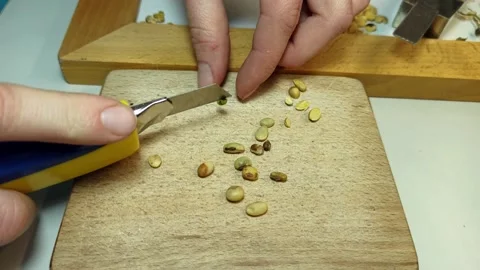 Manual control of the quality of soybeans in the laboratory of the elevator Stock Footage 164365870