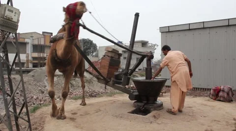 Manual extraction of mustard oil using camel Stock Footage 46918388