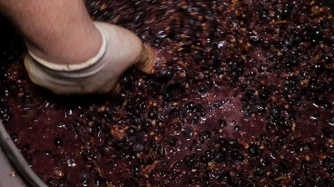 Manual grape separation in a barrel at a winery Video stock 118591503