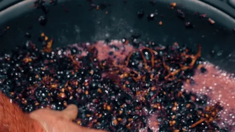 Manual grape separation in a barrel at a winery Stock Footage 118591880