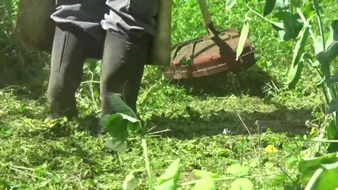 Manual grass trimmer working in the field Stock Footage 306917927