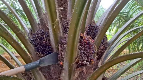 Manual Harvesting Tool Piercing Base of Oil Palm Bunch Stock Footage 341910216