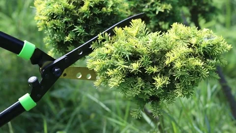 Manual hedge shears at work Video stock 337644789