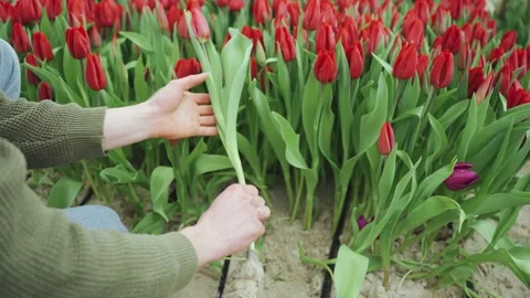 Manual labor, work. Close-up of farmer's hands harvesting flowers, red tulips in Stock-Footage 292912402