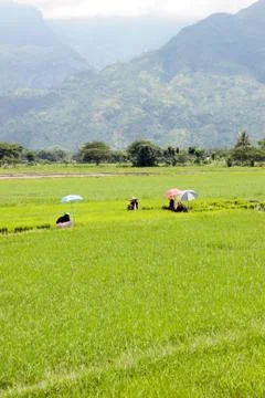 Manual labour in the Philippine fields Stock Photos