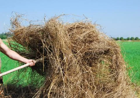 Manual loading of dry yellow Foto stock