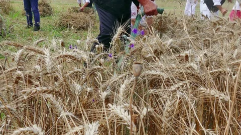 Manual Mowing Wheat Stock Footage 93224364