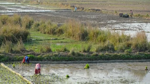Manual paddy sowing Stock Footage 327443629