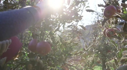 Manual picking of apples Video stock 58096456