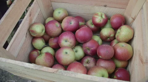 Manual picking of apples Video stock 58096668
