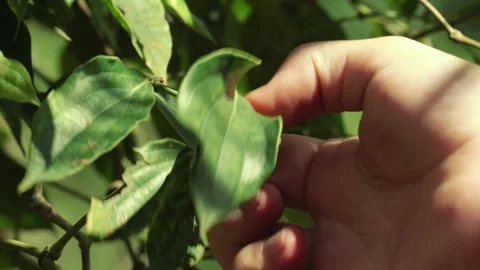 Manual picking of premium organic pepper in a farm  Kampot  Cambodia 库存影片 325829231