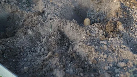 Manual potato planting process in garden bed at countryside plot Vidéo 343238908