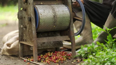 Manual processing of arabica coffee berries separating beans with pulp Stock Footage 274535056