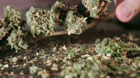 Manual processing of cannabis buds of medical marijuana with old scissors. Stock Footage 125521568