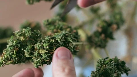 Manual processing of cannabis buds of medical marijuana with old scissors. Stock-Footage 125522074