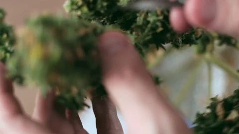 Manual processing of cannabis buds of medical marijuana with old scissors. Vídeos de archivo 125522500