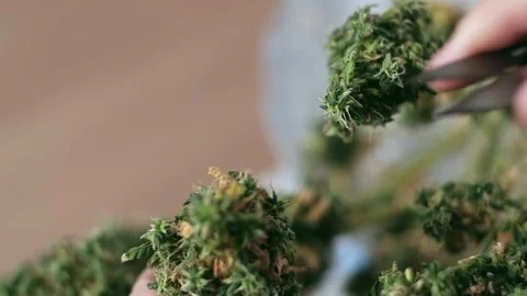 Manual processing of cannabis buds of medical marijuana with old scissors. 動画素材 125522918