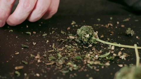 Manual processing of cannabis buds of medical marijuana with old scissors. 動画素材 125525033