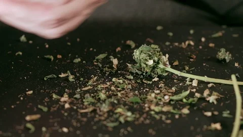 Manual processing of cannabis buds of medical marijuana with old scissors. Stock-Footage 125526140