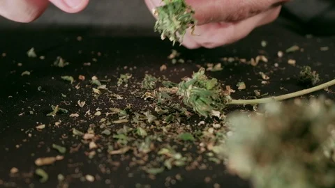 Manual processing of cannabis buds of medical marijuana with old scissors. Video stock 125526485