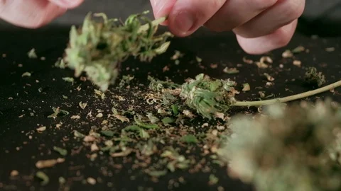 Manual processing of cannabis buds of medical marijuana with old scissors. hands 스톡 동영상 125527676