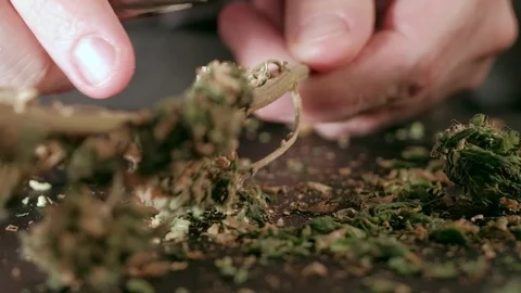 Manual processing of cannabis buds of medical marijuana with old scissors. hands Video stock 125529433