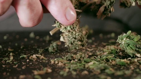 Manual processing of cannabis buds of medical marijuana with old scissors. hands 스톡 동영상 125529557