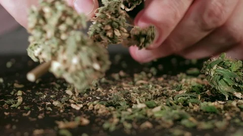 Manual processing of cannabis buds of medical marijuana with old scissors. hands 動画素材 125530122