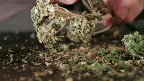 Manual processing of cannabis buds of medical marijuana with old scissors. hands 库存影片 125530192