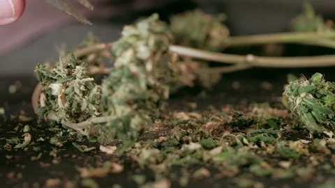Manual processing of cannabis buds of medical marijuana with old scissors. hands Stock Footage 125530467
